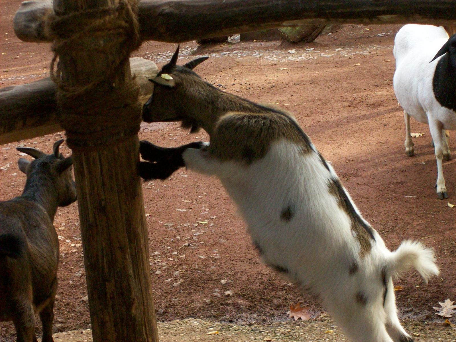 Zoom 18.10.2008-038.jpg